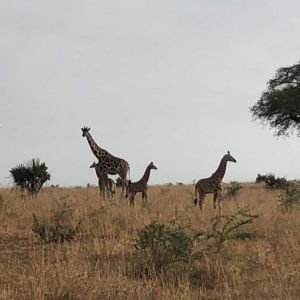 nkundwa (45)